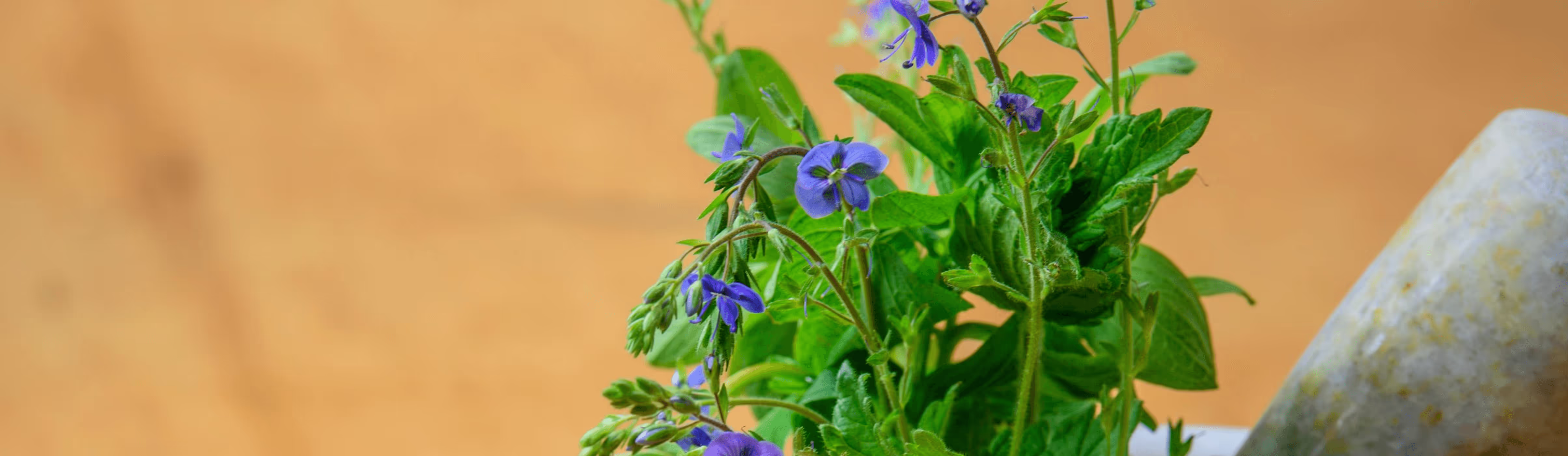 Natural ingredients deer repellent in Upper, NJ